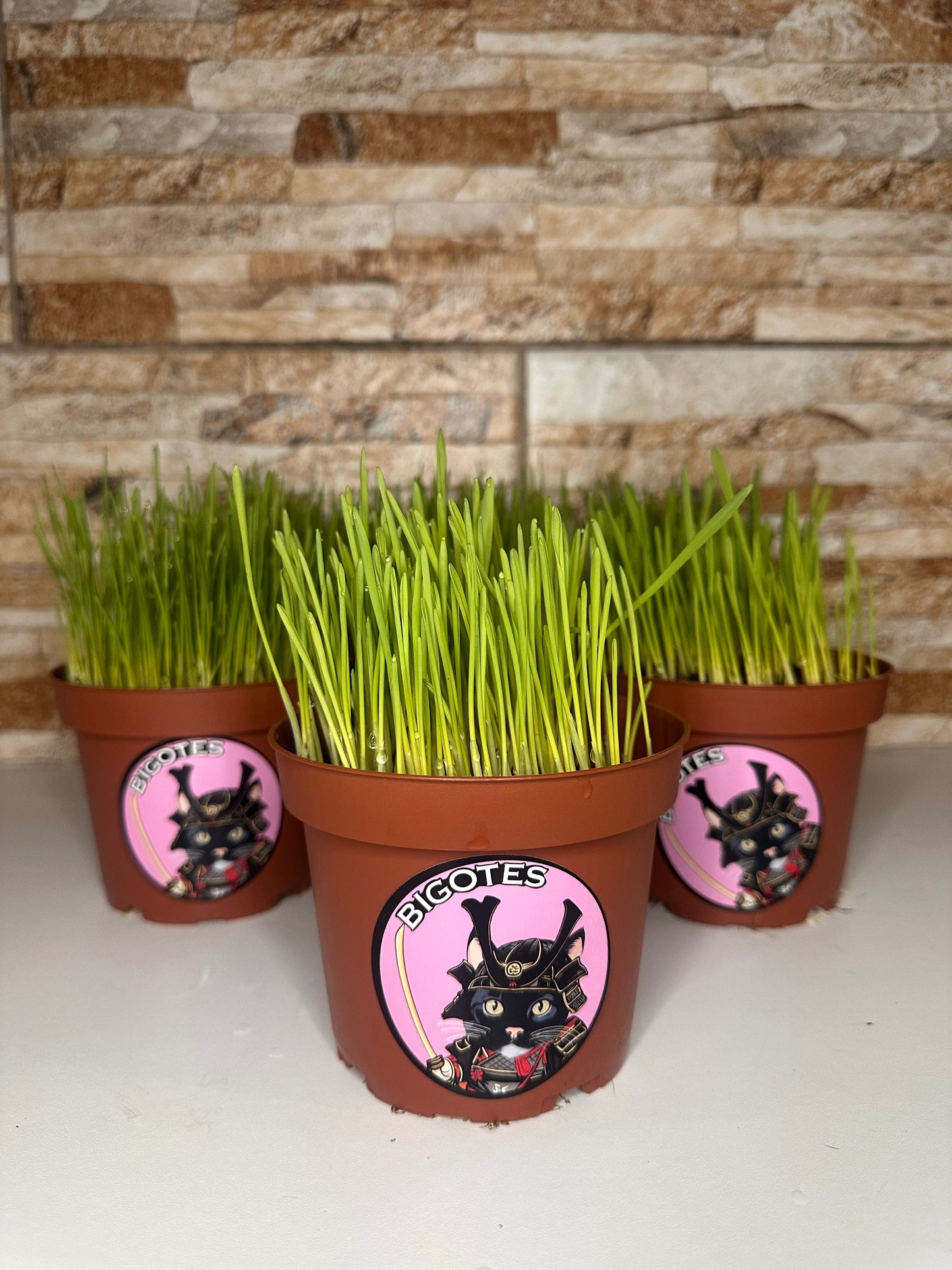 Hierba para Gato con Maceta
