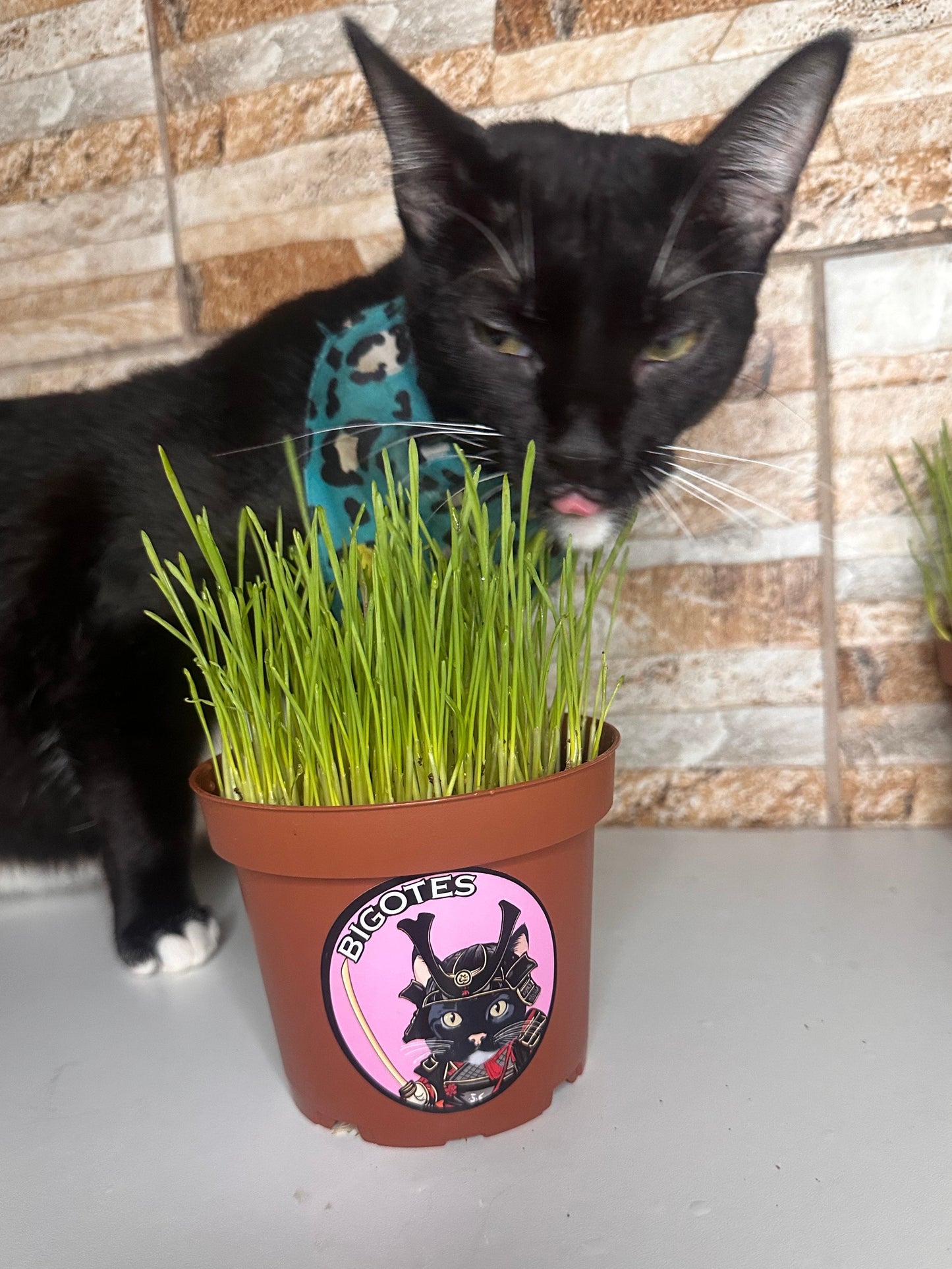 Hierba para Gato con Maceta