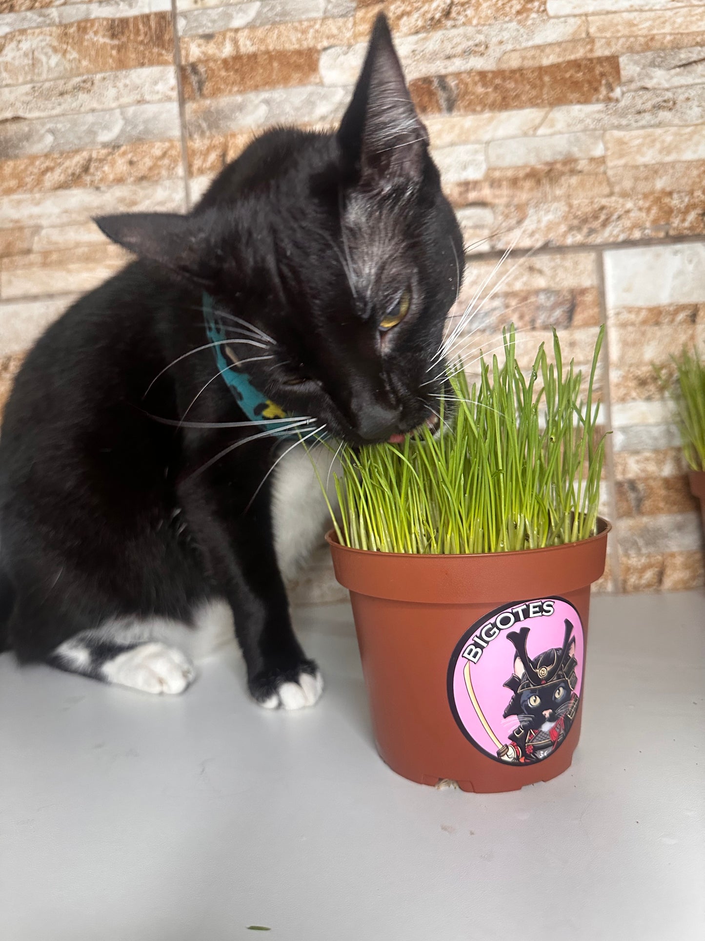 Hierba para Gato con Maceta
