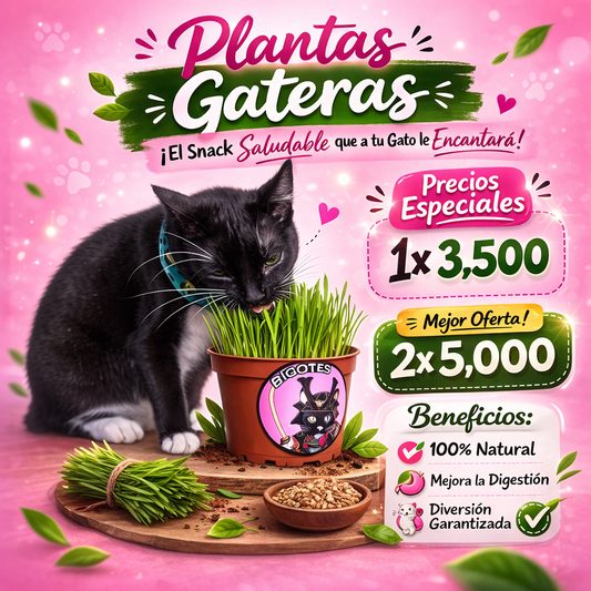 Planta gatera