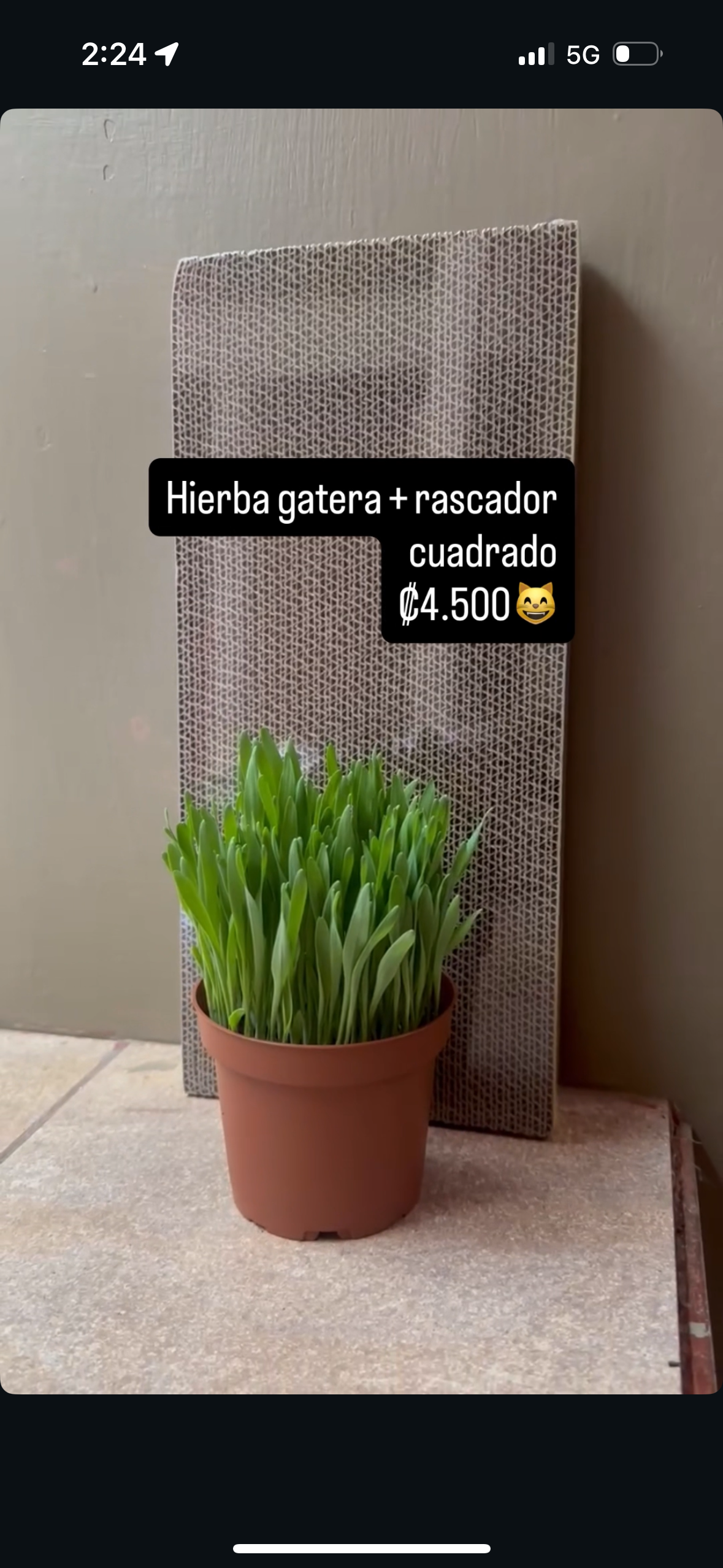 Hierba gatera + Rascador cuadrado